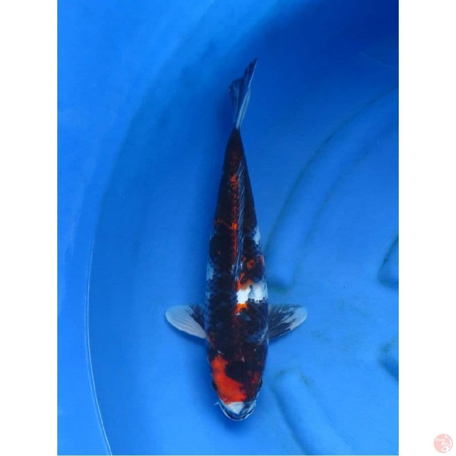 Jumbo Kawarimono , 45bu