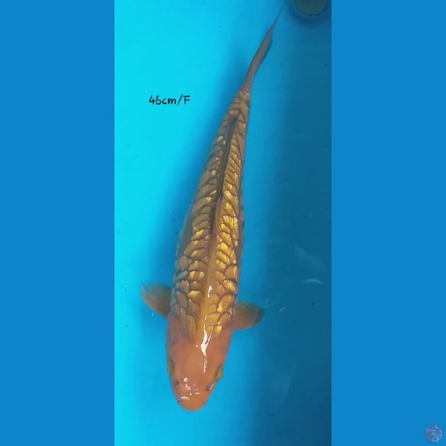 Chagoi Ginrin Aragoke 46cm/F