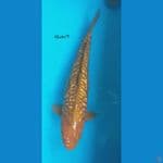 Chagoi Ginrin Aragoke 46cm/F