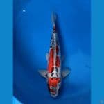 kikoryu 37cm 