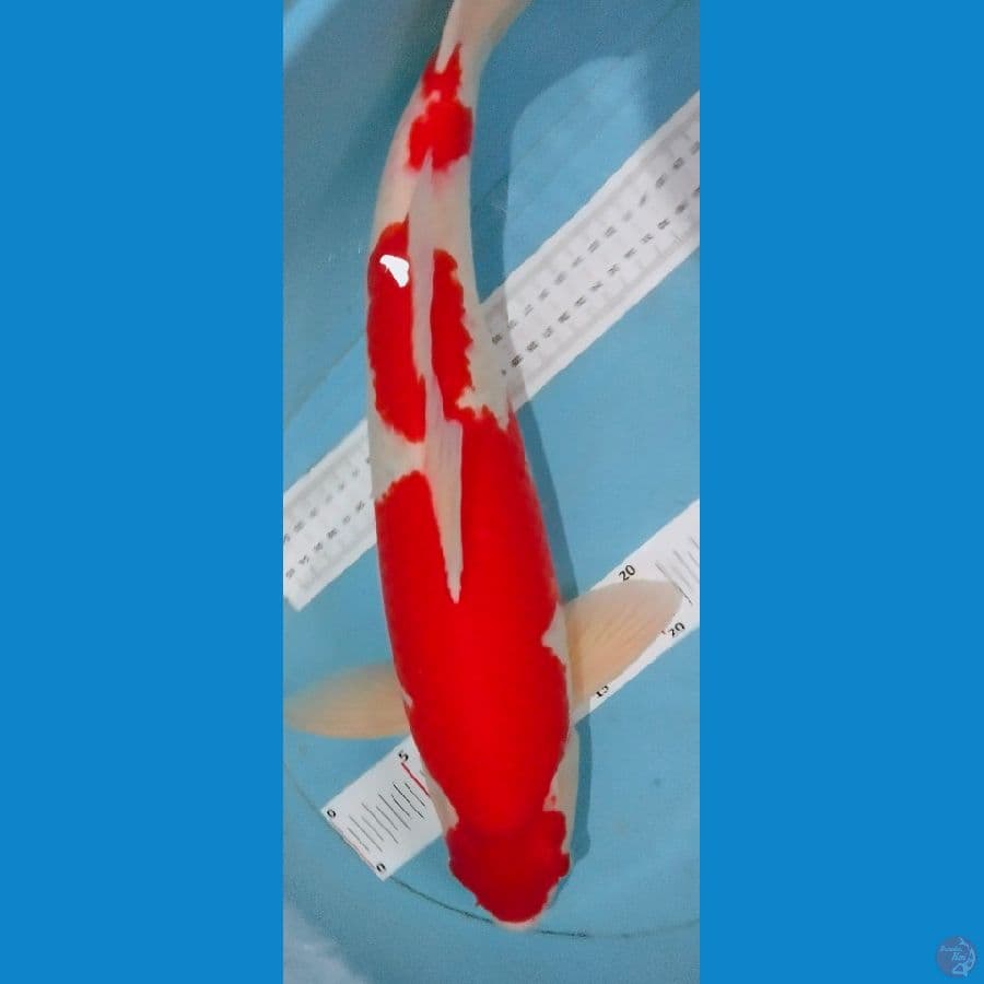 kohaku merah strong 50cm jantan