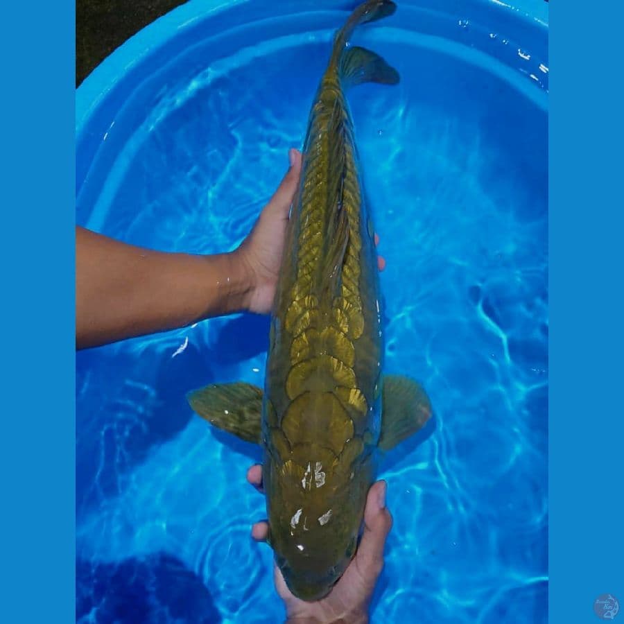 55cm jantan (green dragon)