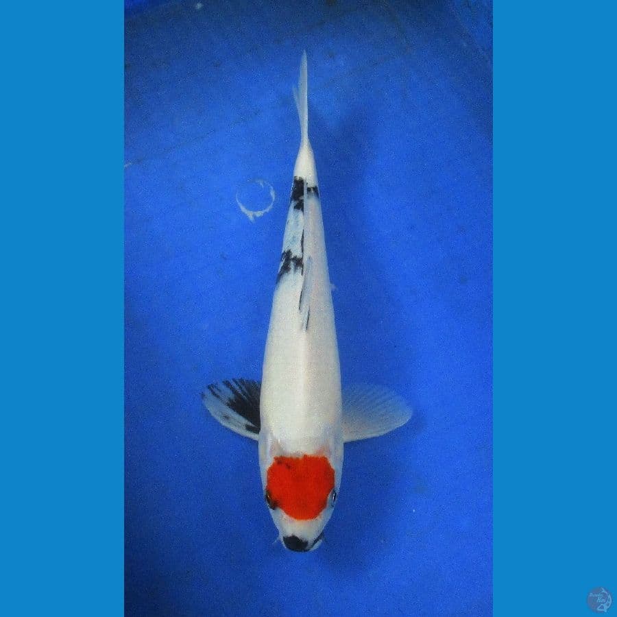 tancho ±32cm