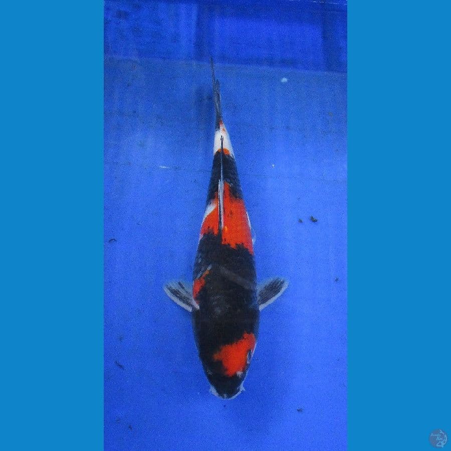 showa sansoku ±28cm