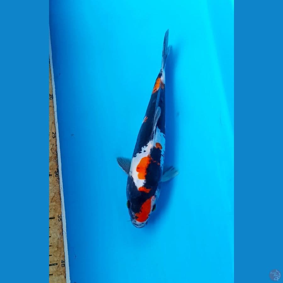 Showa doit 22cm/m