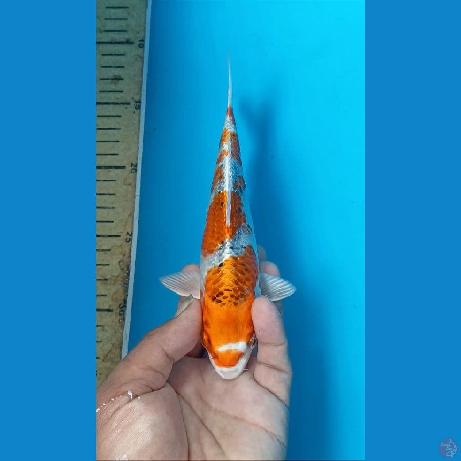 Kujaku 20cm/m