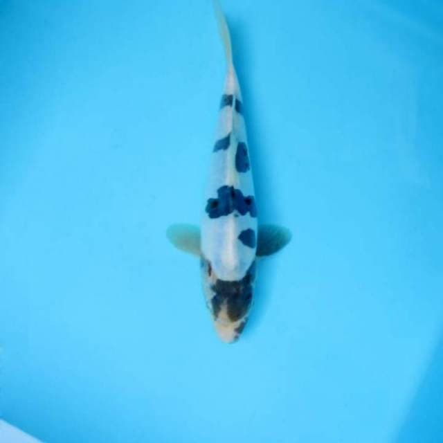 Shiro 18cm
