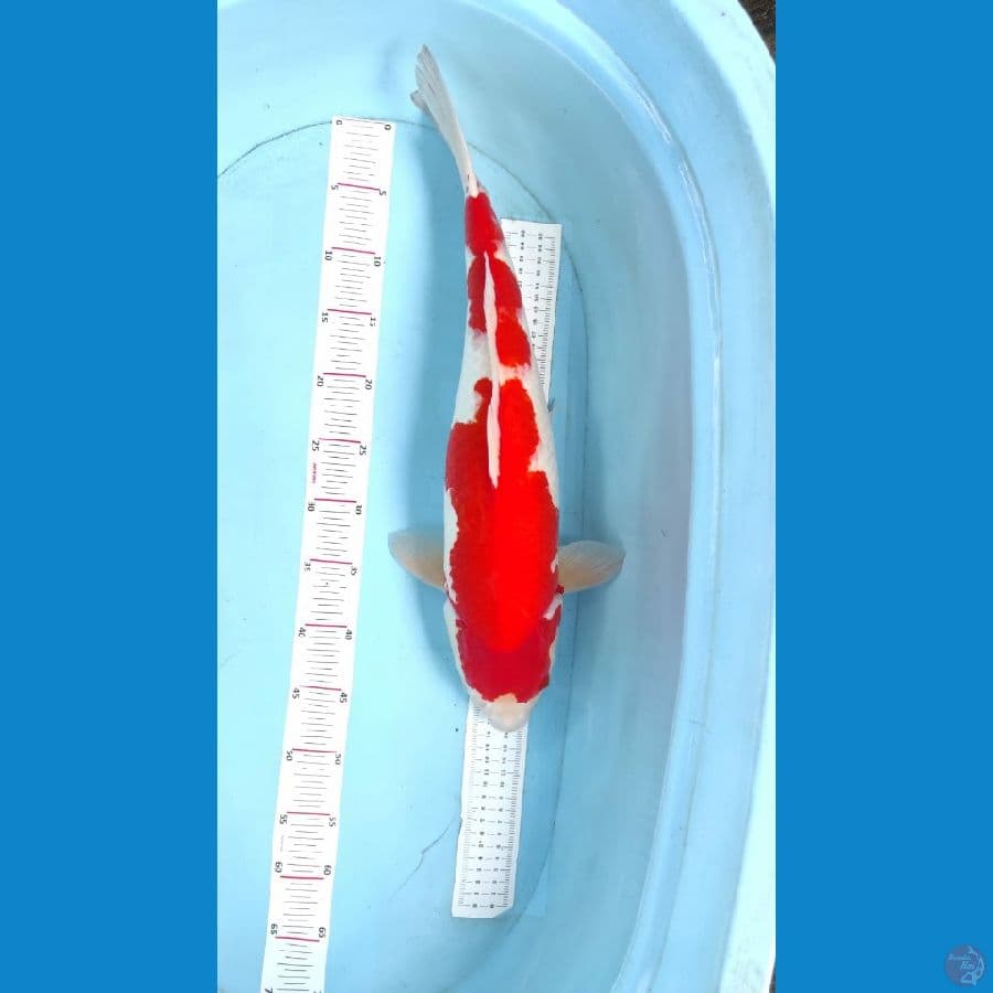 kohaku merah strong 52cm