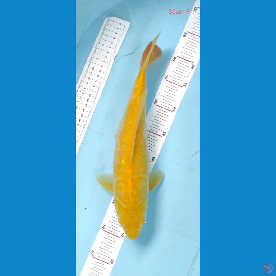 karasi aragoke 36cm mm
