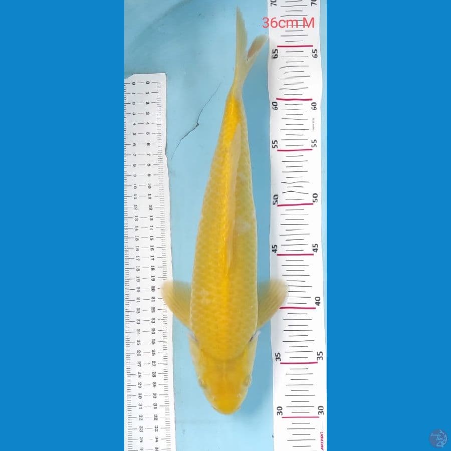 karasi 36cm jantan