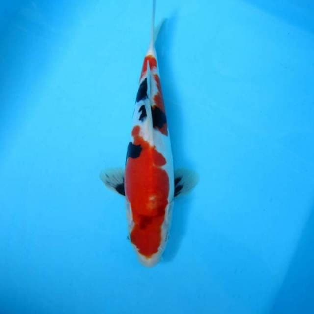 Sanke doitsu 23 cm