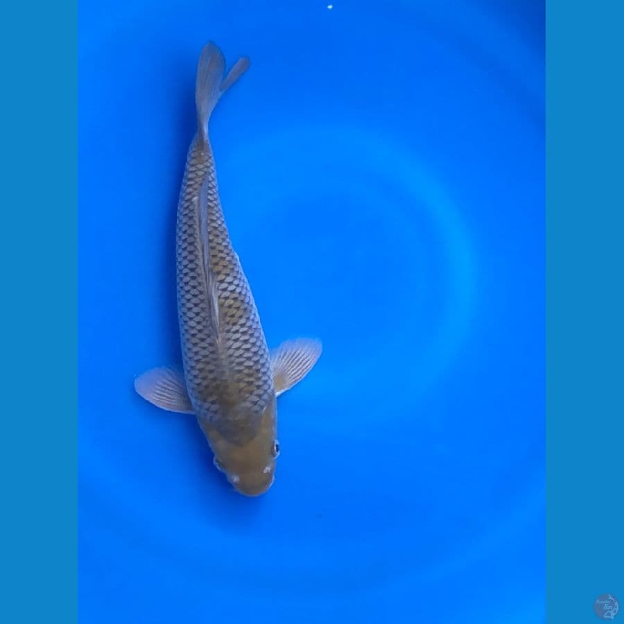 ochiba 31cm munuk