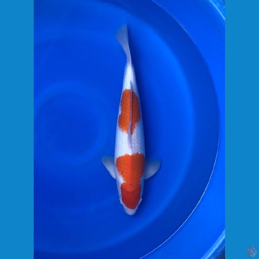 kohaku bulky 44cm