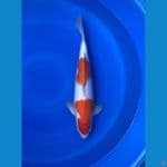 kohaku bulky 44cm