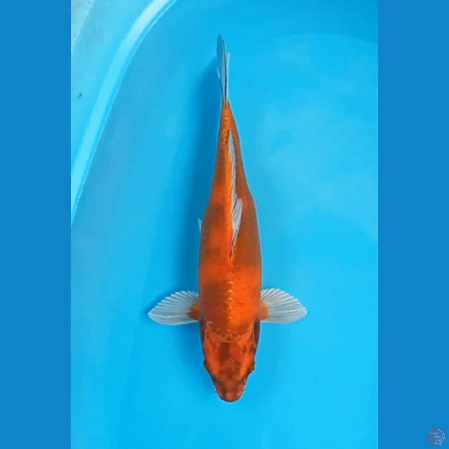 Hikari utsuri 40 cm