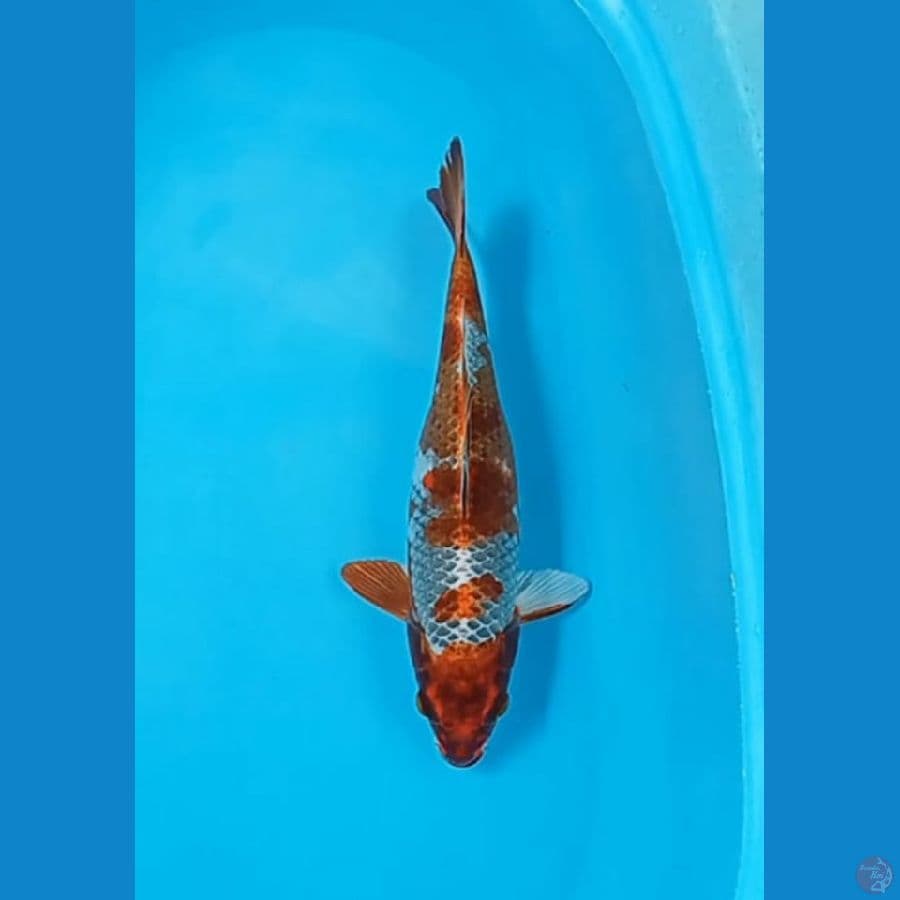 Hikariutsuri 36 cm