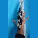 siro 34cm