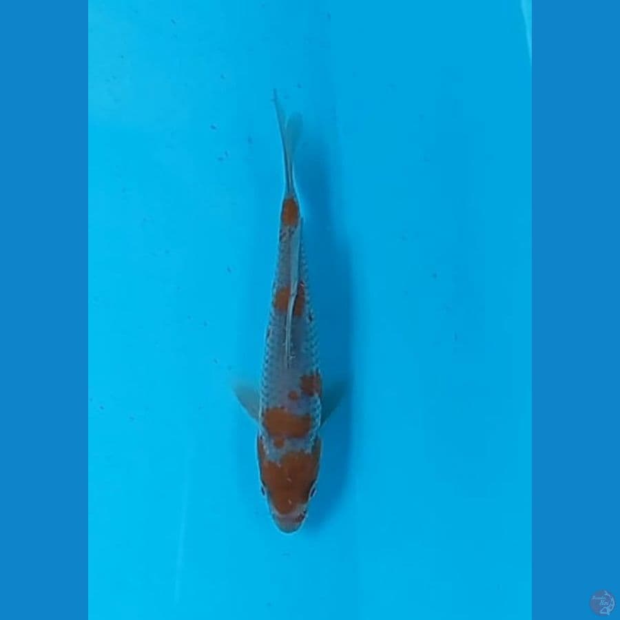 Ochiba 17 cm