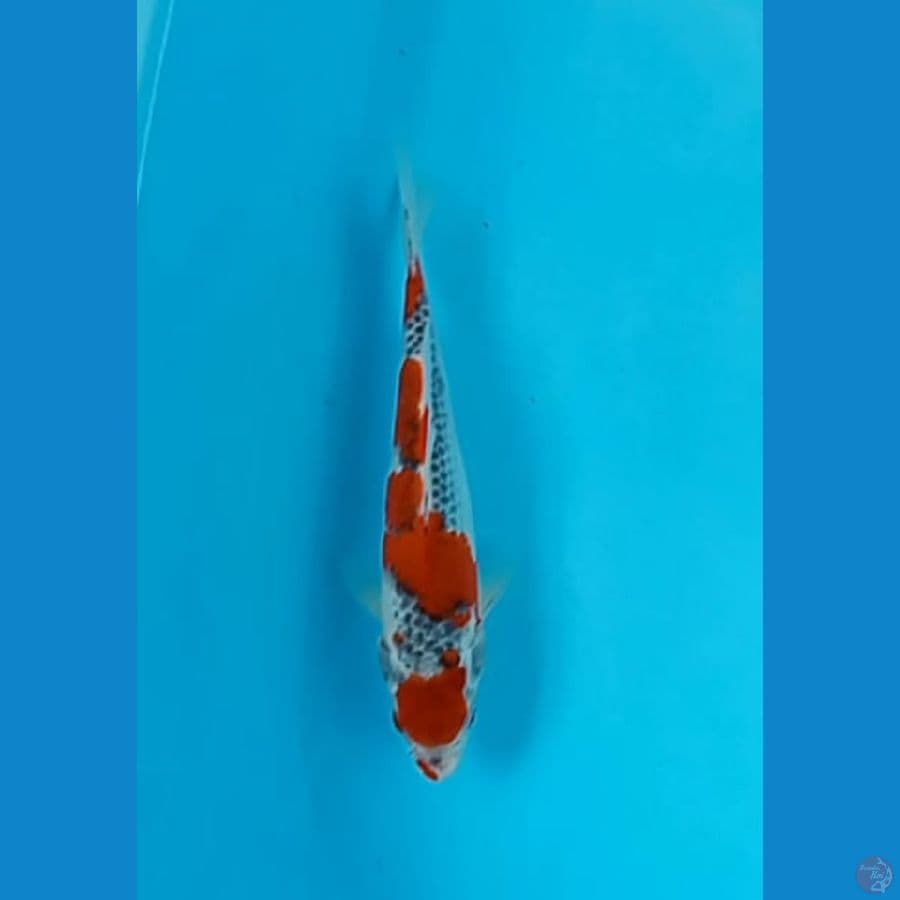 Goshiki 25 cm