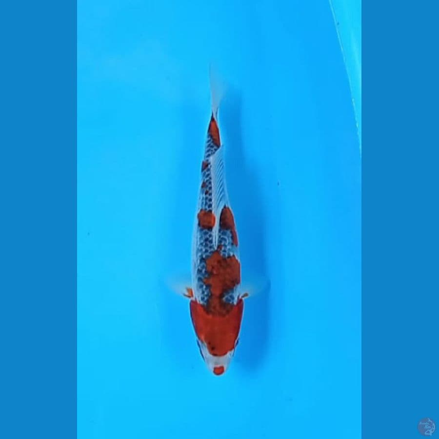 Goshiki 29 cm