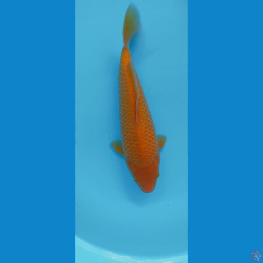 RED KARASI 34CM MALE
