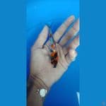 showa 10 cm