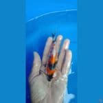 showa 13 cm