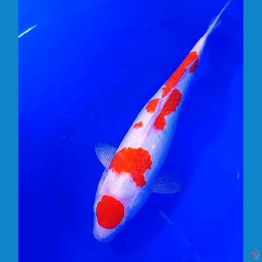 maruten kohaku f 40 cm