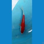 bahan 21cm