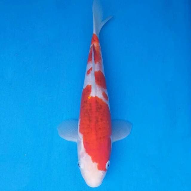 Okawa Ai Goromo