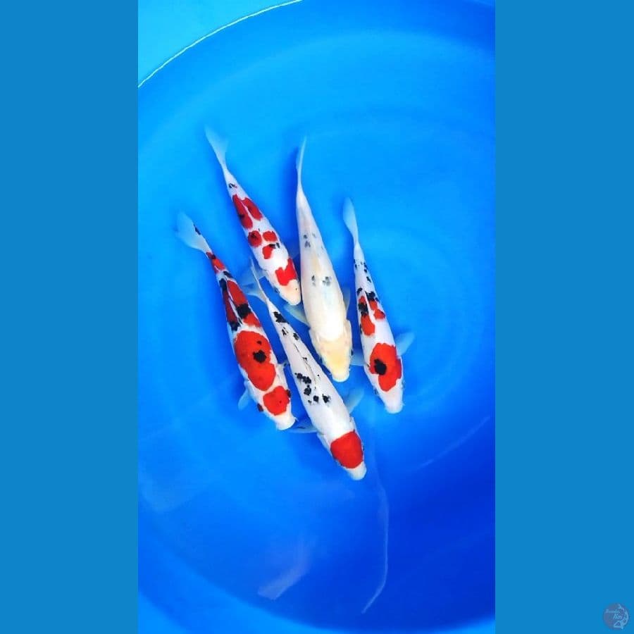 19-23cm