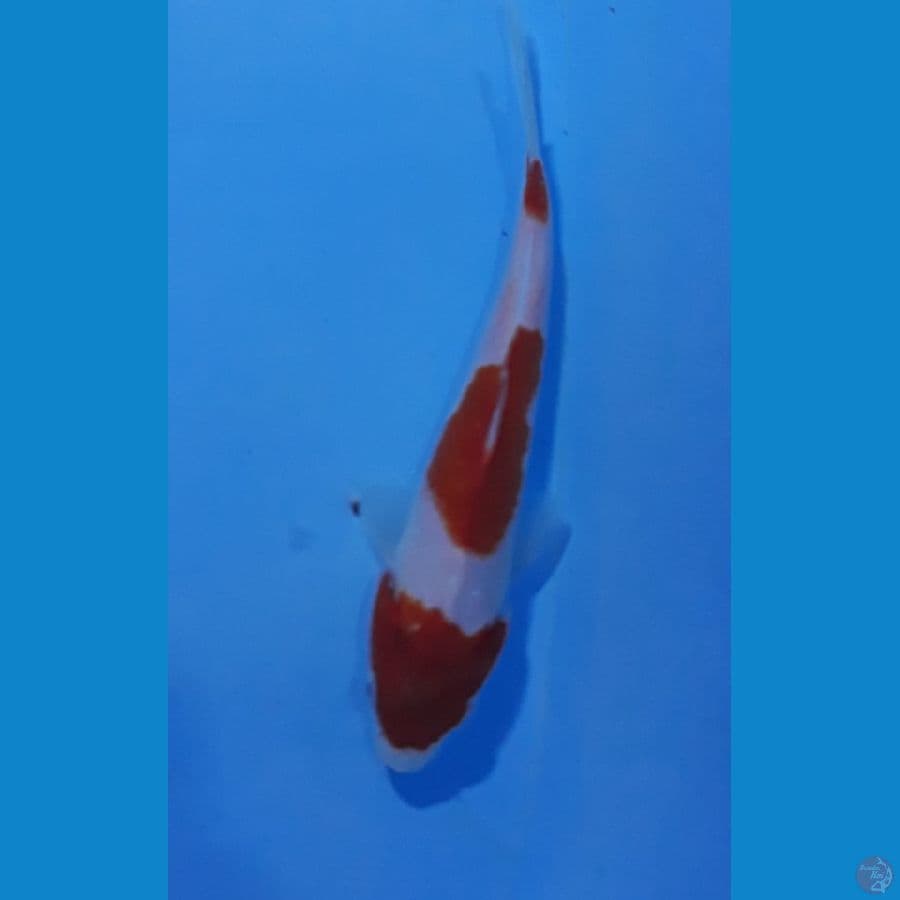 16cm sisik