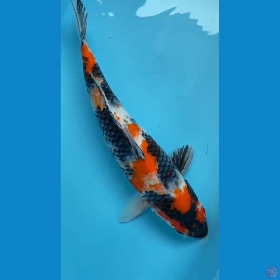 showa 47 cm fimale