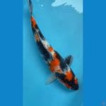 showa 47 cm fimale