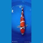 Sanke Doitsu Male 50bu