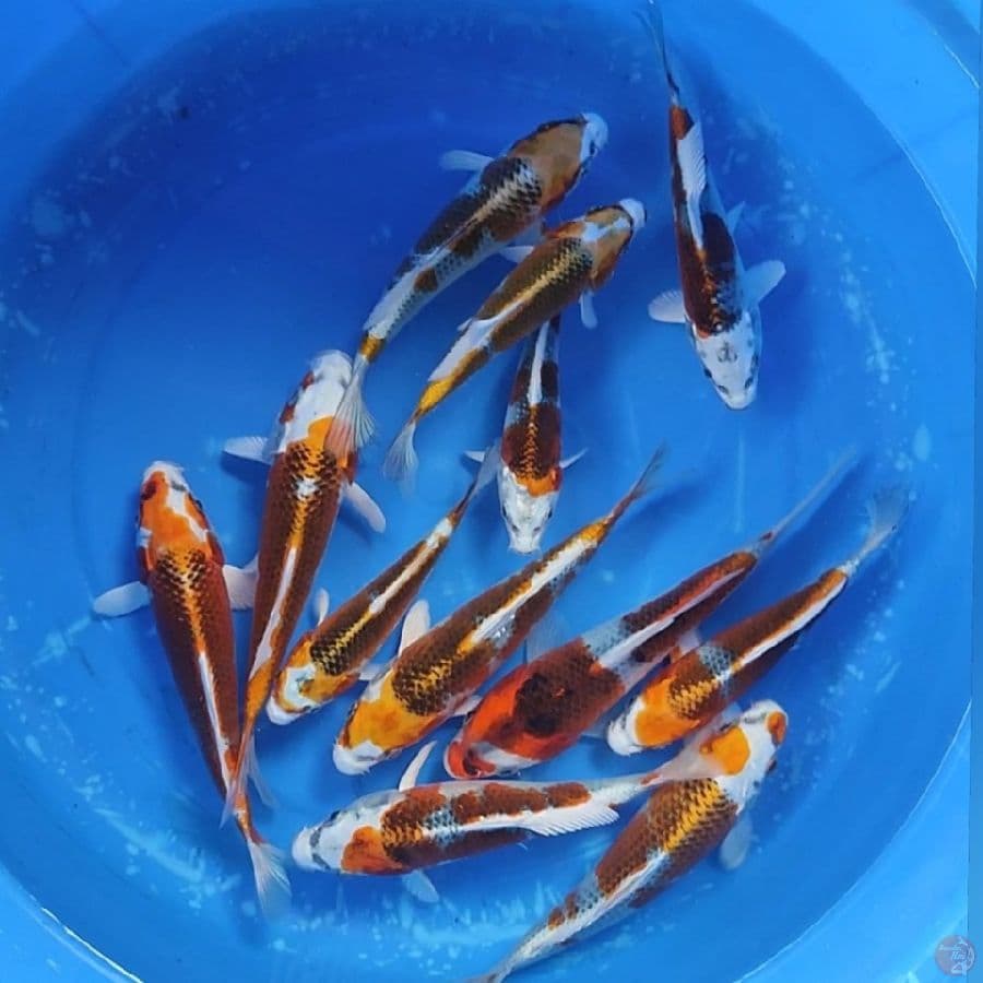 KOJAKU SUPER 12-18CM 12EKOR