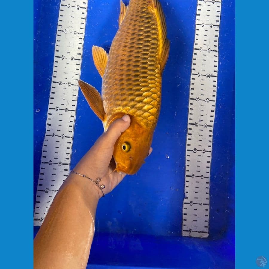 cagoi jantan 43