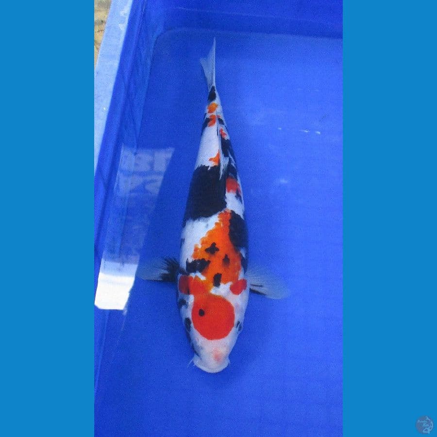 showa ±31cm
