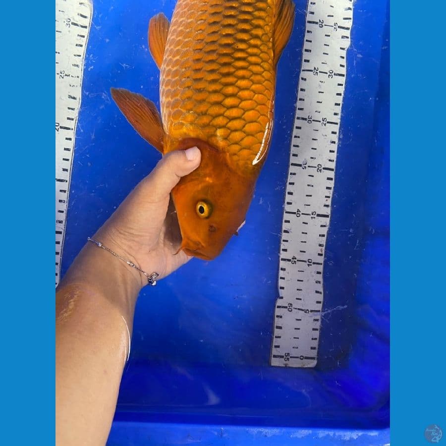 cagoi 42 jantan
