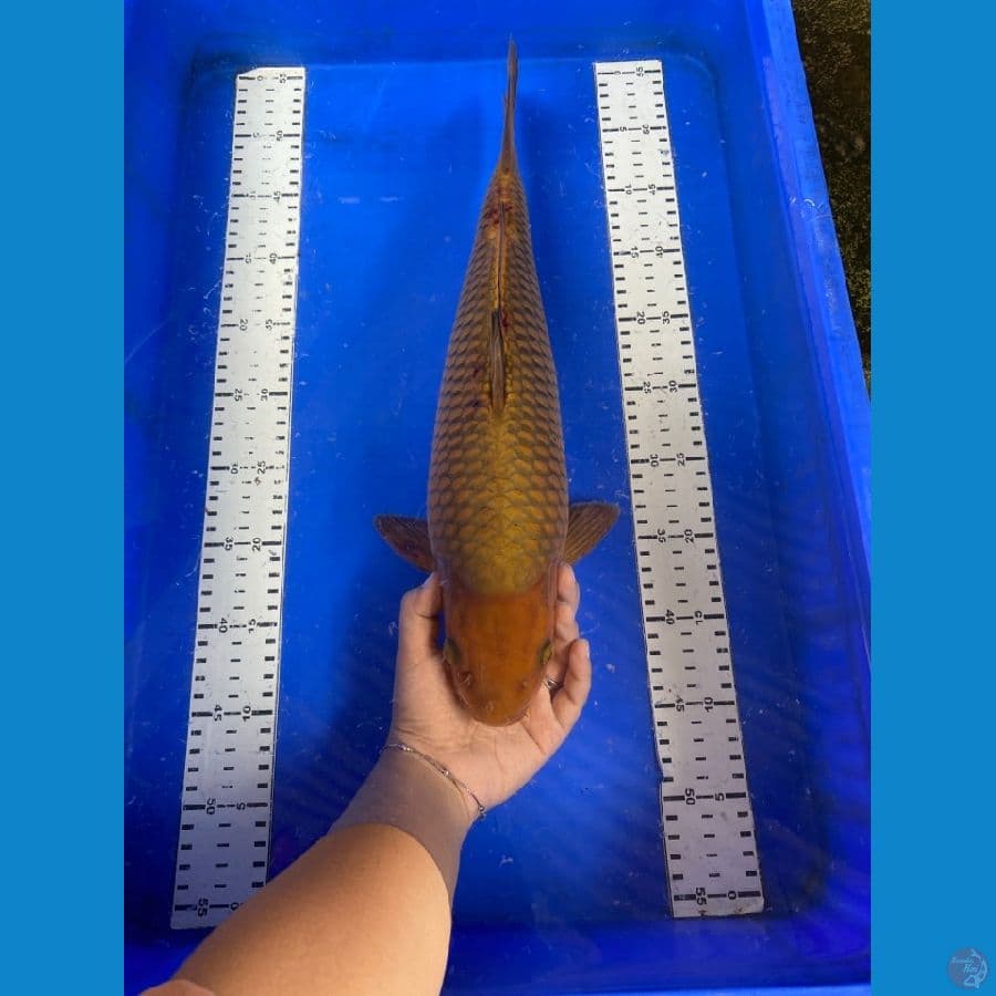 punuk 43 jantan