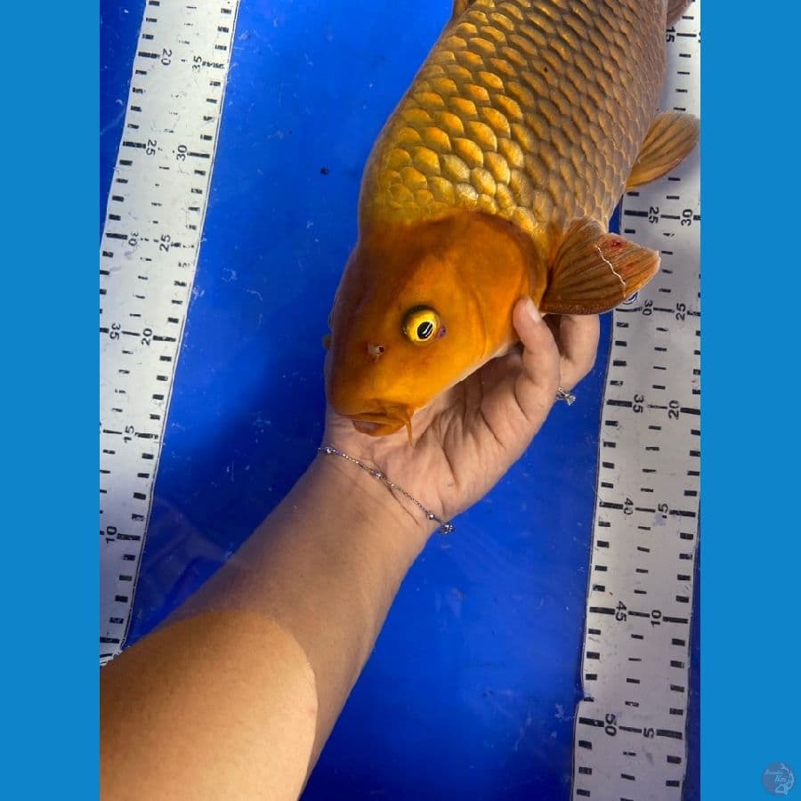 punuk 43 jantan