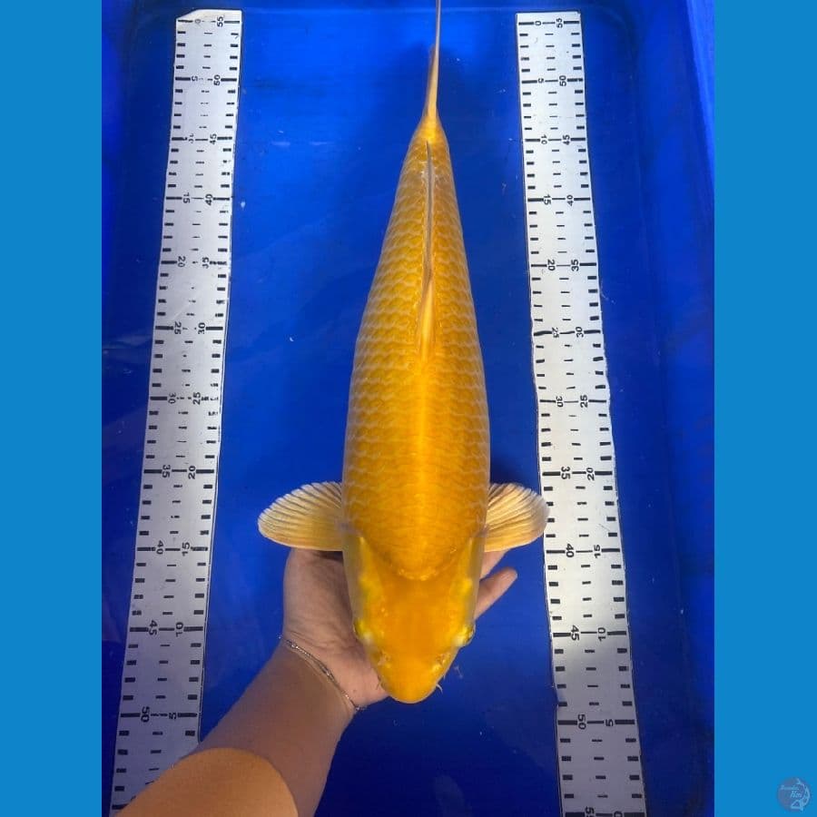 karashi njagung 46 cm