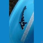 siro 36cm