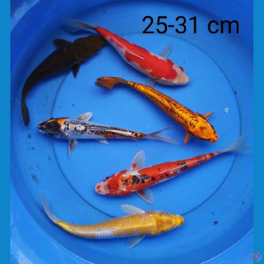 paket mix 25-31 cm
