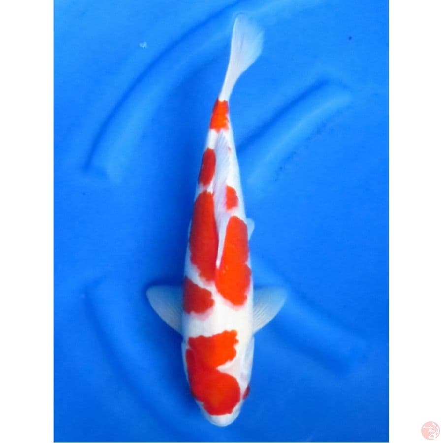 Super Red Kohaku Jantan , 38cm