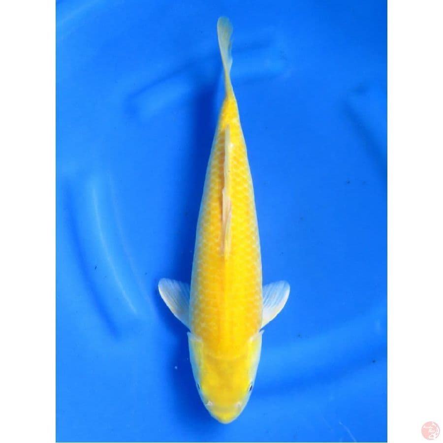 Karashi jinak, 35cm