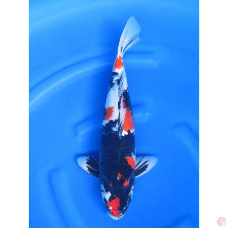  Red F1 Showa , 44cm