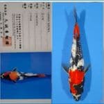 Showa Ginrin Marusei 30 cm serti