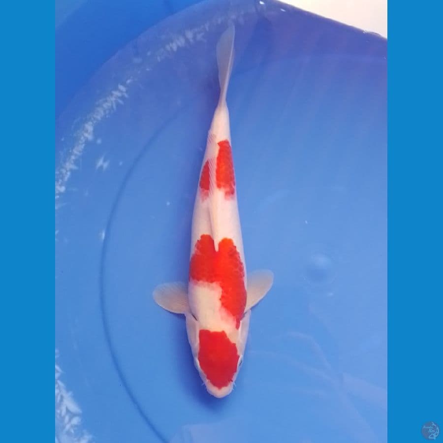 kohaku 33cm