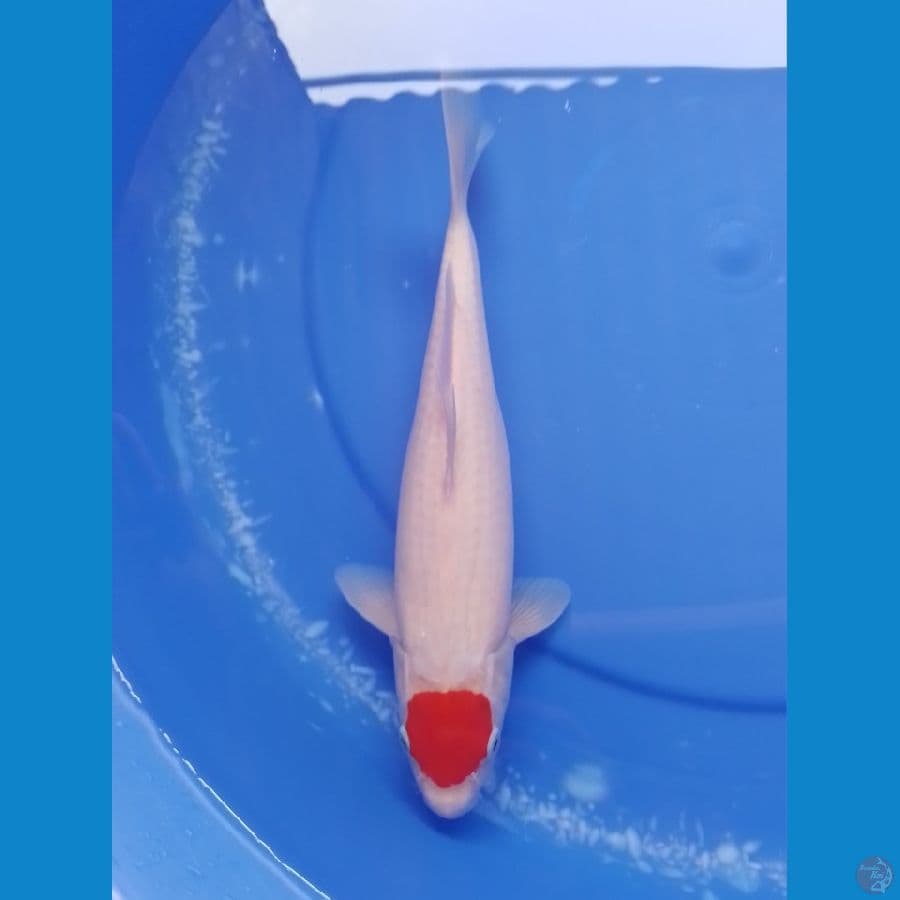 tancho 31cm/female